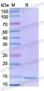 Валидация SDS-PAGE - AntibodySystem RHD99202