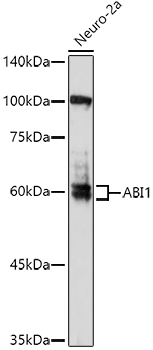 A16092, вестерн-блоттинг, лизат клеток Neuro-2a (6666)
