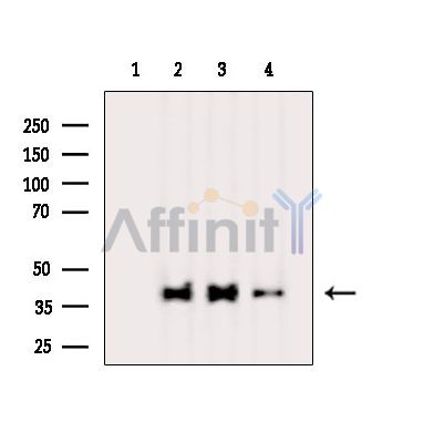 Валидация Affinity DF15710 - 12179