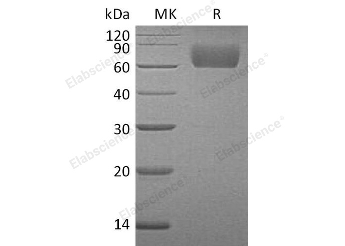 Валидация Elabscience PKSH030489(1406)