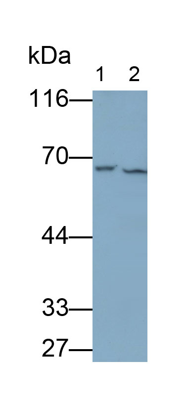 31663