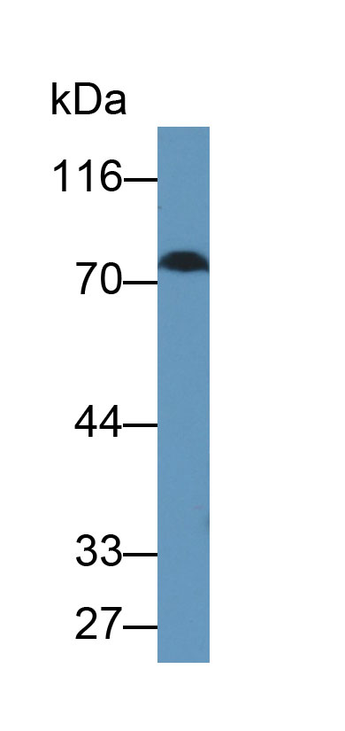 30631