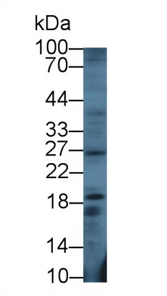 8546