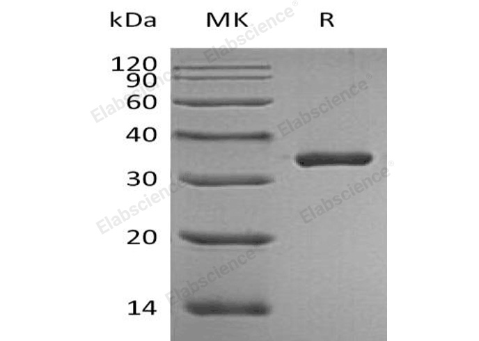 Валидация Elabscience PKSH032948(3341)