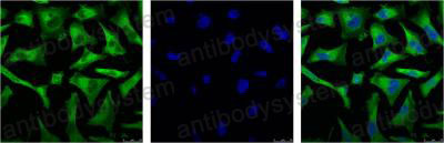 Валидация IF - AntibodySystem RHG01007