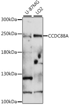 Валидация Elabscience E-AB-91437