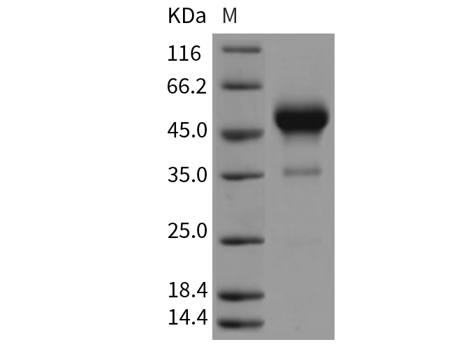 Валидация Elabscience PKSR030428(5759)