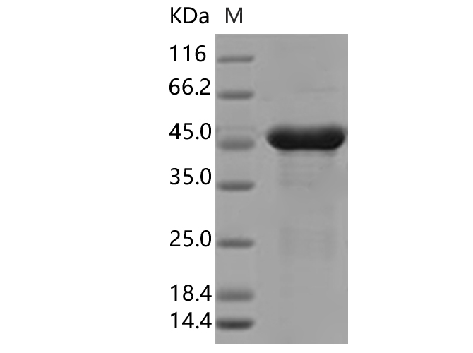 Валидация Elabscience PKSV030356(6093)