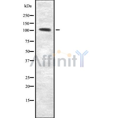 Валидация Affinity DF8772 - 20804