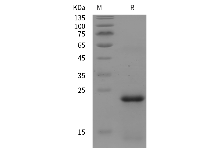 Валидация Elabscience PDEM100314(638)
