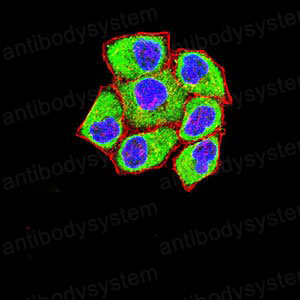 Валидация IF - AntibodySystem RHD10404