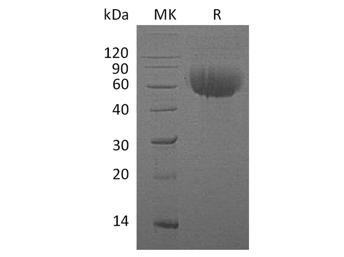 Валидация Elabscience PKSH033390(3720)