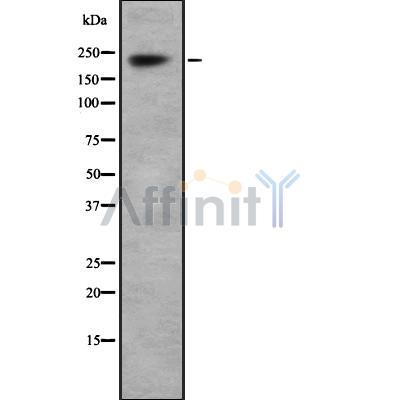 Валидация Affinity DF8576 - 20478
