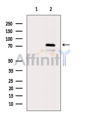 Валидация Affinity DF14336 - 10236