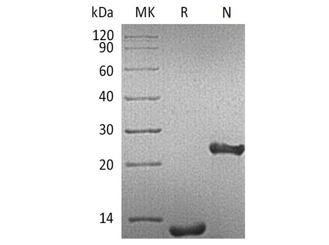Валидация Elabscience PKSH032007(2571)