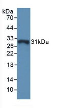 39589