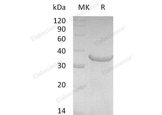 Валидация Elabscience PKSH032939(3333)
