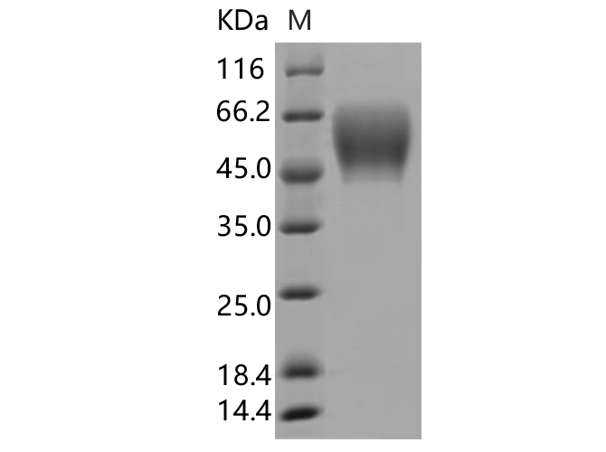 Валидация Elabscience PKSV030473(6196)