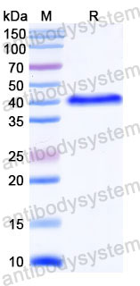 Валидация SDS-PAGE - AntibodySystem RHC81002