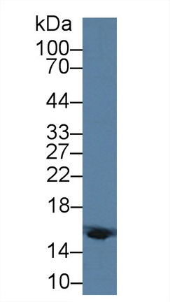 12492