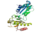 Protein Disulfide Isomerase A3 (PDIA3)