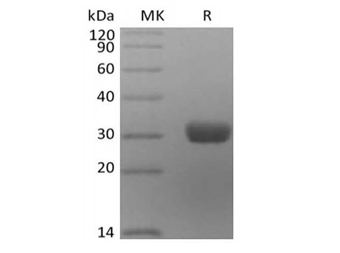 Валидация Elabscience PKSH033915(4144)