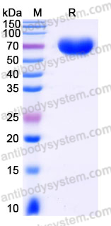 EHJ23802, SDS-PAGE