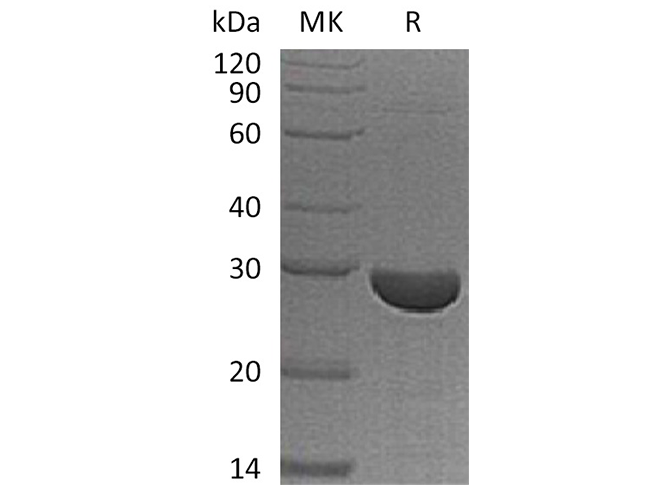 Валидация Elabscience PKSH033386(3716)