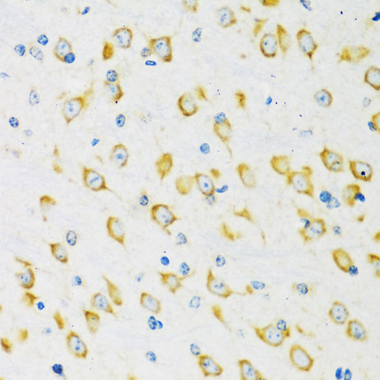 Валидация Elabscience E-AB-63843