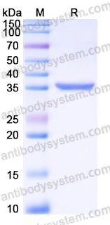YHJ16703, SDS-PAGE