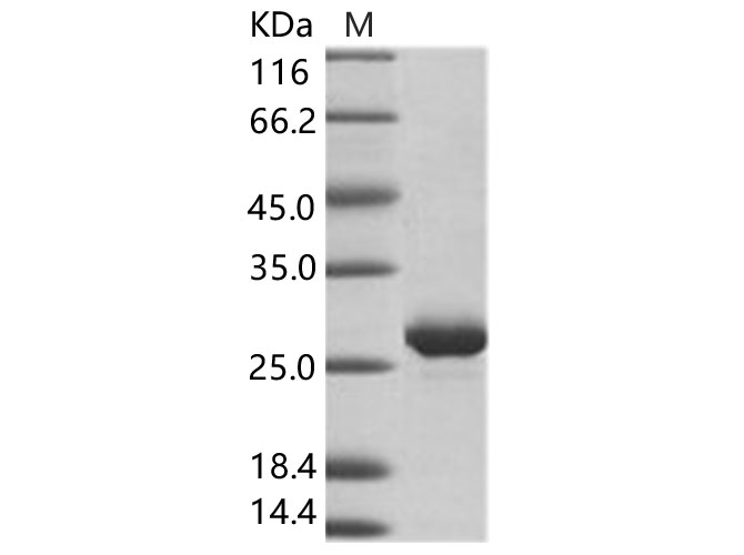 Валидация Elabscience PKSV030160(5937)