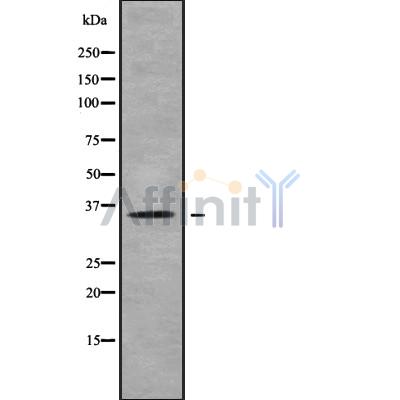Валидация Affinity DF10224 - 5795