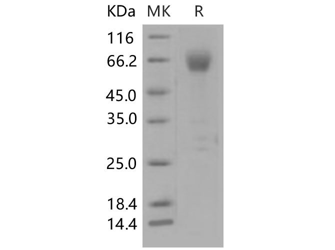 Валидация Elabscience PKSM040566(4553)