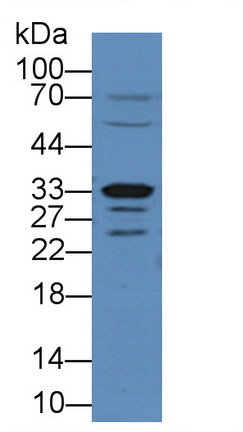 11946
