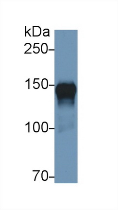 13778