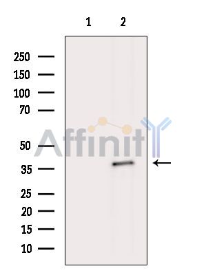 Валидация Affinity DF15219 - 11493