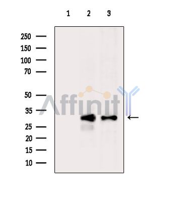 Валидация Affinity DF8625 - 20560