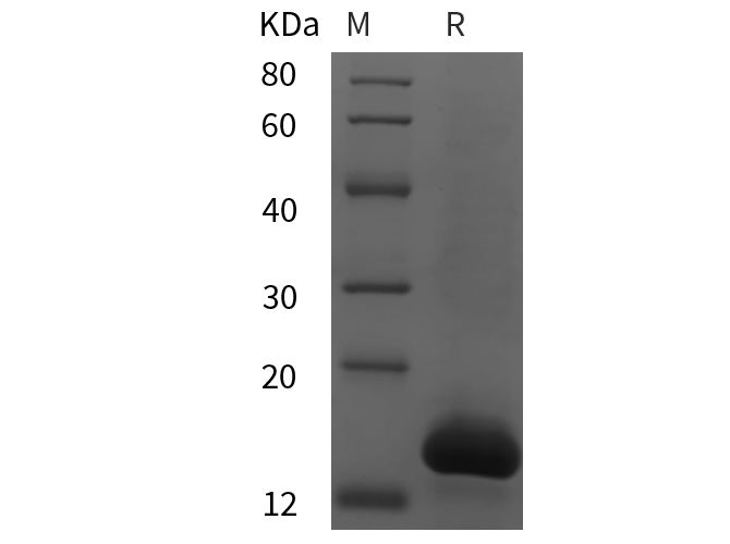 Валидация Elabscience PDEM100252(584)