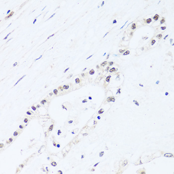 Валидация Elabscience E-AB-66291