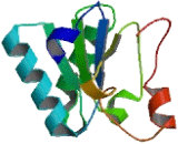 SWI/SNF Related, Matrix Associated, Actin Dependent Regulator Of Chromatin, Subfamily A Like Protein 1 (SMARCAL1)