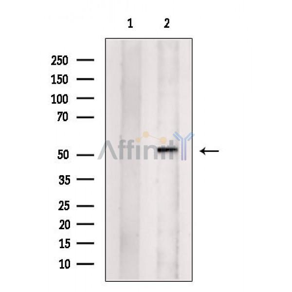 Валидация Affinity DF13550 - 8988