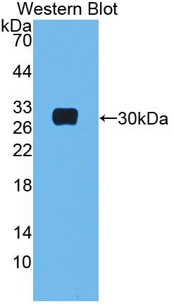 48475