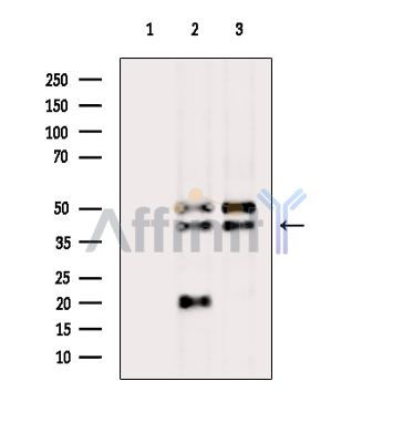 Валидация Affinity DF4441 - 15951