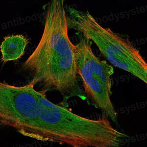 Валидация IF - AntibodySystem RHF71401