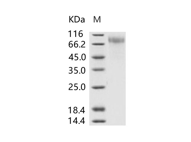 Валидация Elabscience PKSV030230(5993)