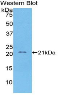 39464