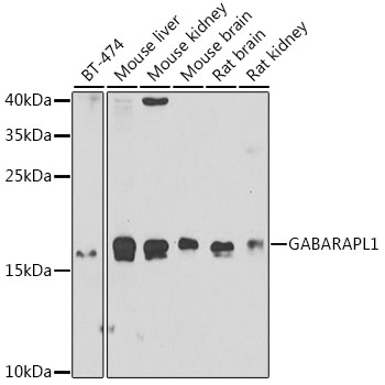 Валидация Elabscience E-AB-62401