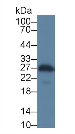 14724