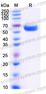 AHF64001, SDS-PAGE