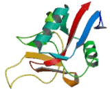 C-Type Lectin Domain Family 10, Member A (CLEC10A)